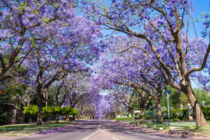 The Polokwane Estate Boom